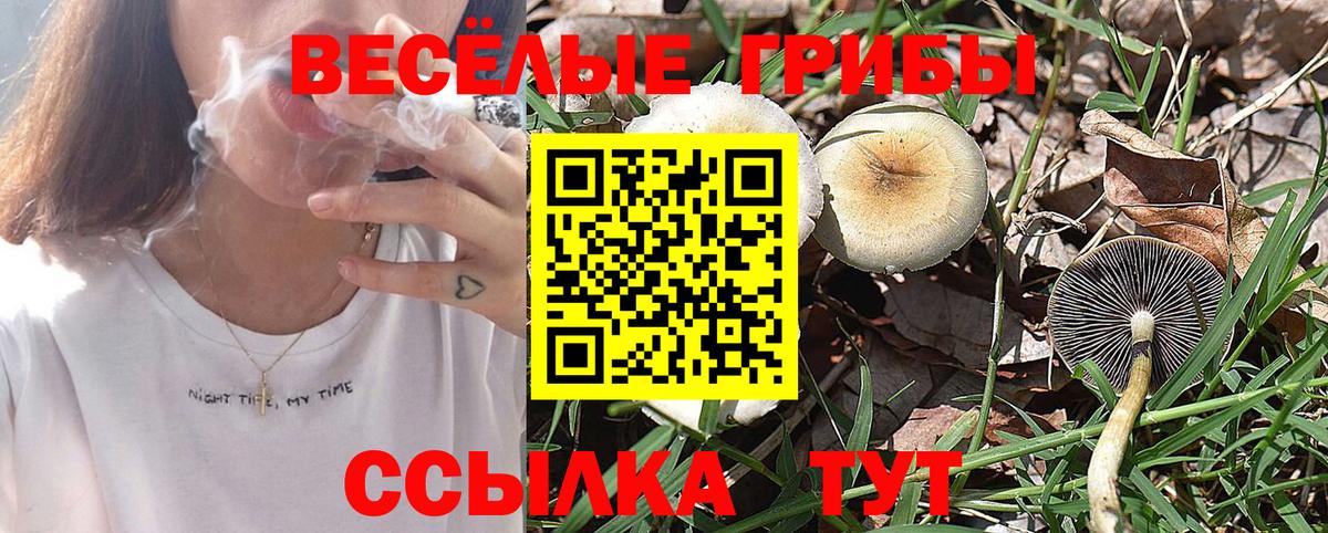 Котлас  Галлюциногенные грибы Cubensis  Вход с VPN  Псилоцибиновые грибы MAGIC MUSHROOMS 